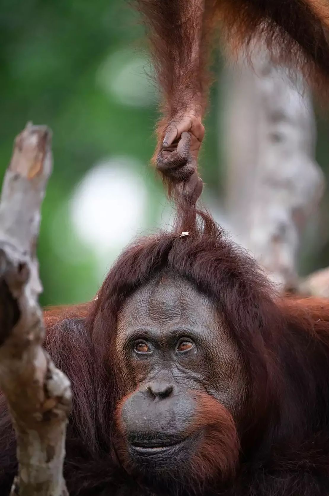 Juvenile orangutan pulling its mother's hair.