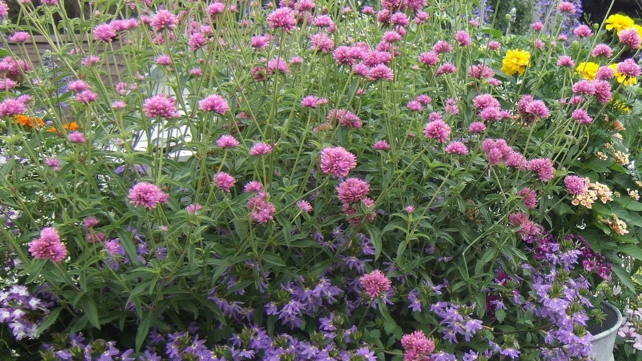 Original_Julie-Martens-Forney_Fireworks-gomphrena.jpeg