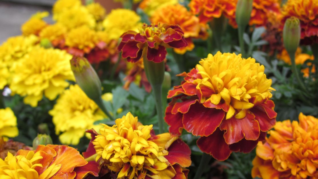 Original_Julie-Martens-Forney_French-marigold-flowers.jpeg