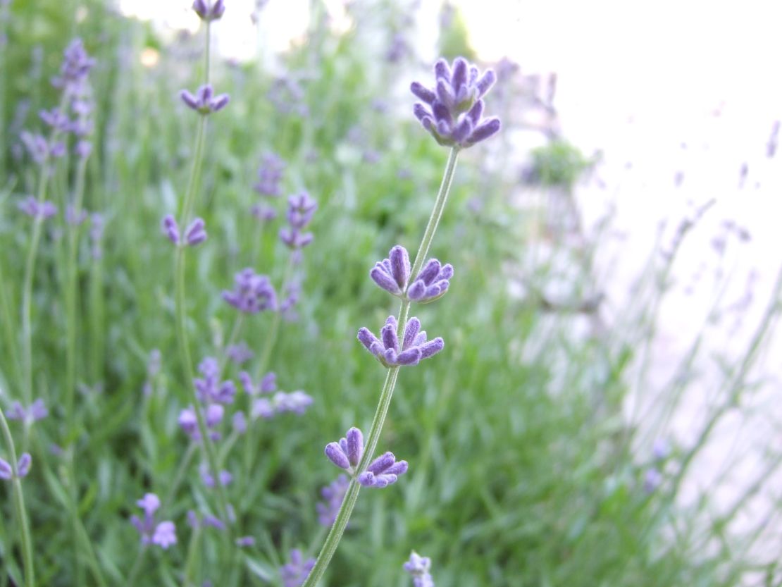 Original_Julie-Martens-Forney_Lavender-flower-buds.jpeg