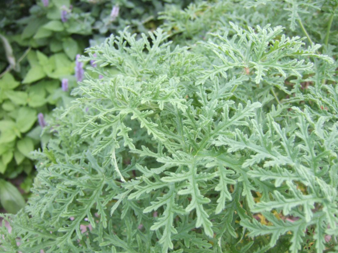 Original_Julie-Martens-Forney_Scented-geranium.jpeg