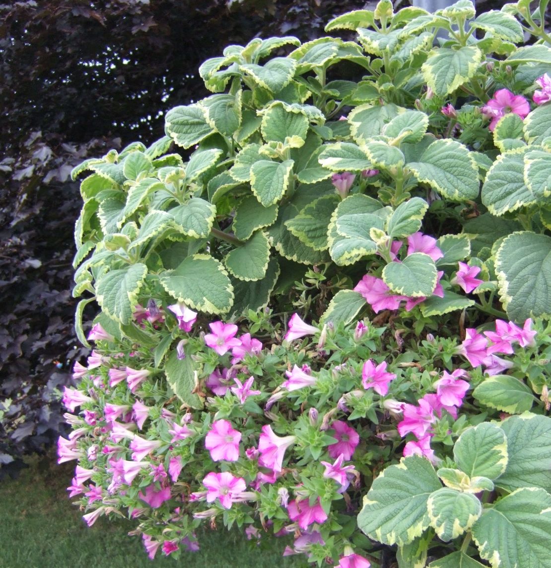 Original_Julie-Martens-Forney_Variegated-plectranthus-with-petunia.jpeg