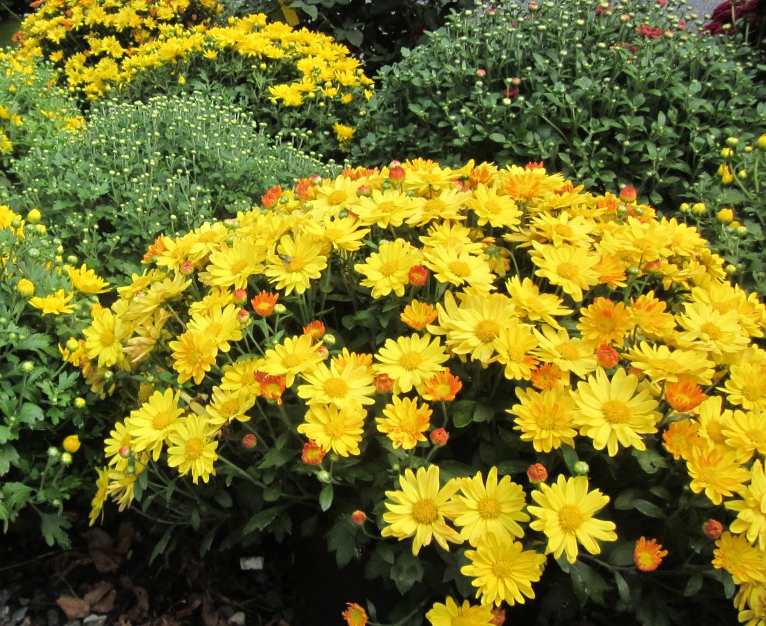 Original_Julie-Martens-Forney_Yellow-garden-mum.jpeg