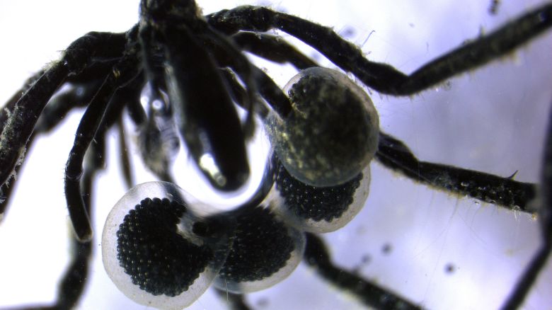 osmicated-seaspider.jpg