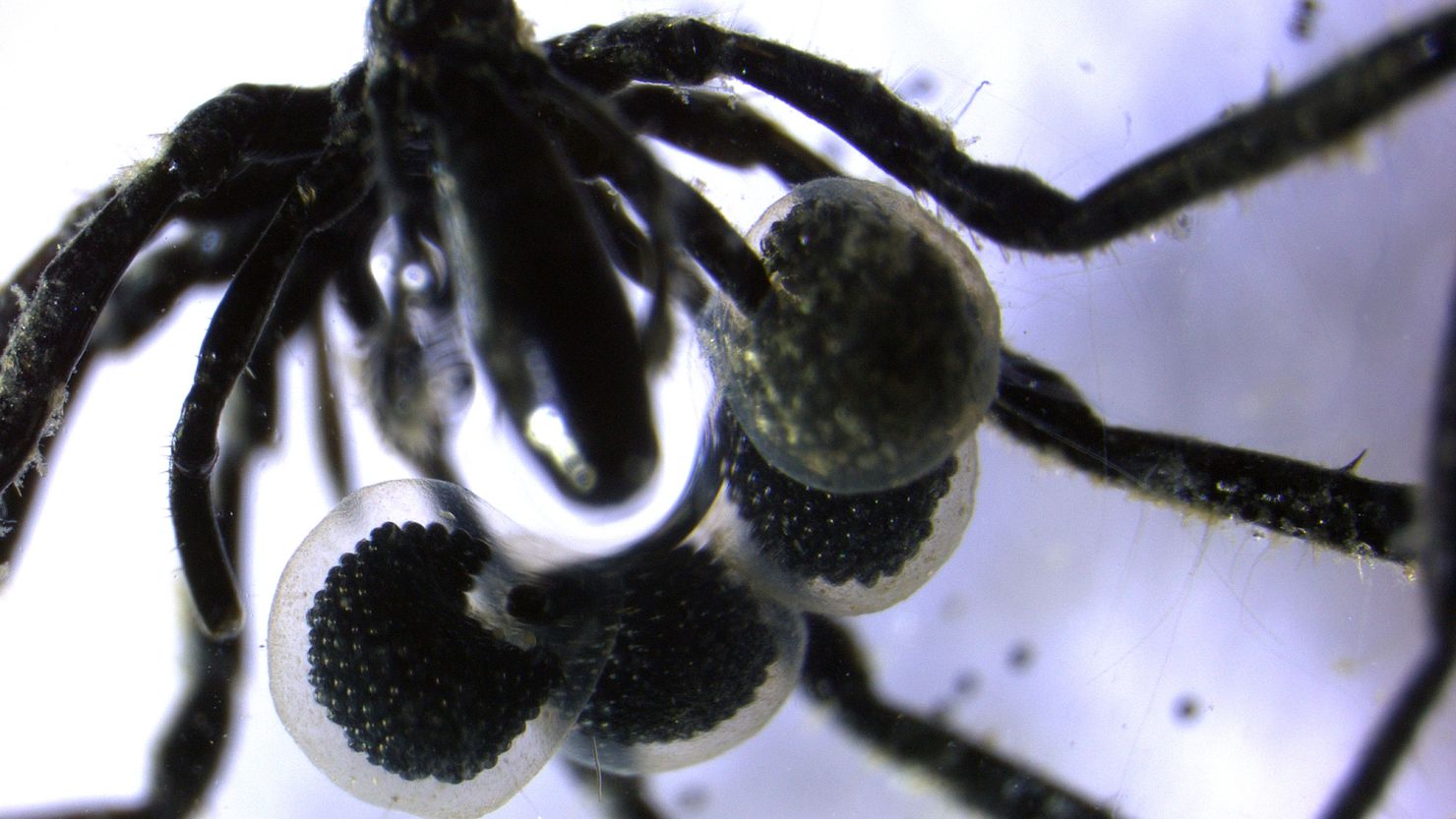 Scientists say the newly found Sericosura sea spiders may pass methane-fueled bacteria to their hatchlings as an easy source of food.