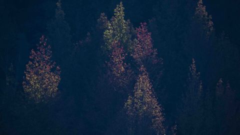 Roberto Pedraza Ruiz, conservacionista y fotógrafo, lleva más de una década retratando la Sierra Gorda de Querétaro