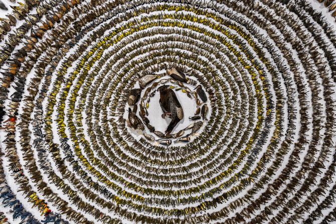 This photograph, the overall winner of Bird Photographer of the Year and the winner of the conservation category, shows the collected bodies of<strong> </strong>more than 4,000 birds killed in window collisions in Toronto, Canada. The competition aims to promote conservation, and in this image, Patricia Homonylo shines a light on the estimated billion birds that die each year in North America due to collisions with windows.