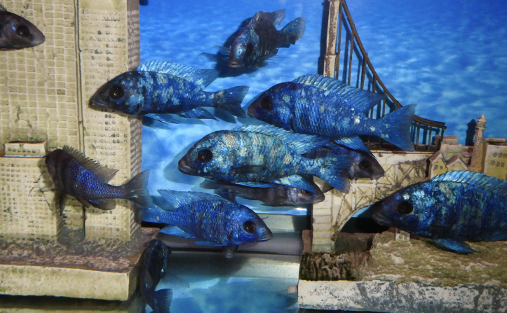 Cichlids are a type of freshwater fish popular in the fish collecting hobby. Many species of cichlids originate from lakes in East Africa, such as Lake Victoria and Lake Malawi. Due to pollution and over-fishing, fish living in these lakes are increasingly in danger of extinction. Pictured here are cichlids of the <em>Placidochromis phenochilus</em> species from Lake Malawi, some of 2,000 cichlids kept by collector Pam Chin.