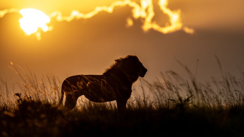 P116_Dusk Patrol - (DSC00299)-2 copy.jpg