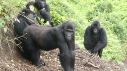 Four eastern lowland gorillas have been introduced into the wild in Virunga National Park, Democratic Republic of the Congo (DRC), in the largest ever translocation of the critically endangered species.