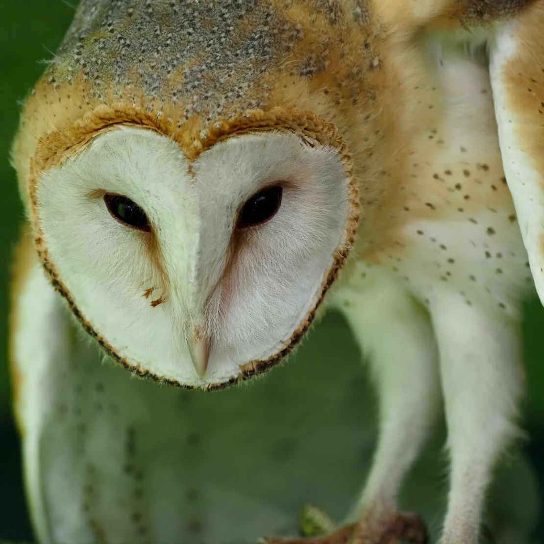 La coloración blanca del búho común le permite al ave acercarse a su presa sin ser detectado, según un nuevo estudio.