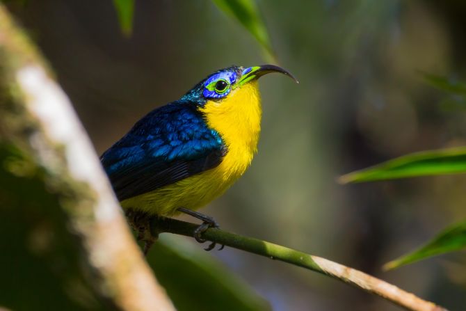 The<strong> yellow-bellied sunbird-asity</strong> is found at altitude in <a href="index.php?page=&url=https%3A%2F%2Fwww.iucnredlist.org%2Fspecies%2F22698777%2F118899364" target="_blank">shrubland and forests in the east and north of Madagascar</a>. The small bird has a distinctive curved bill to feed on nectar, and males are usually more brightly colored than females.