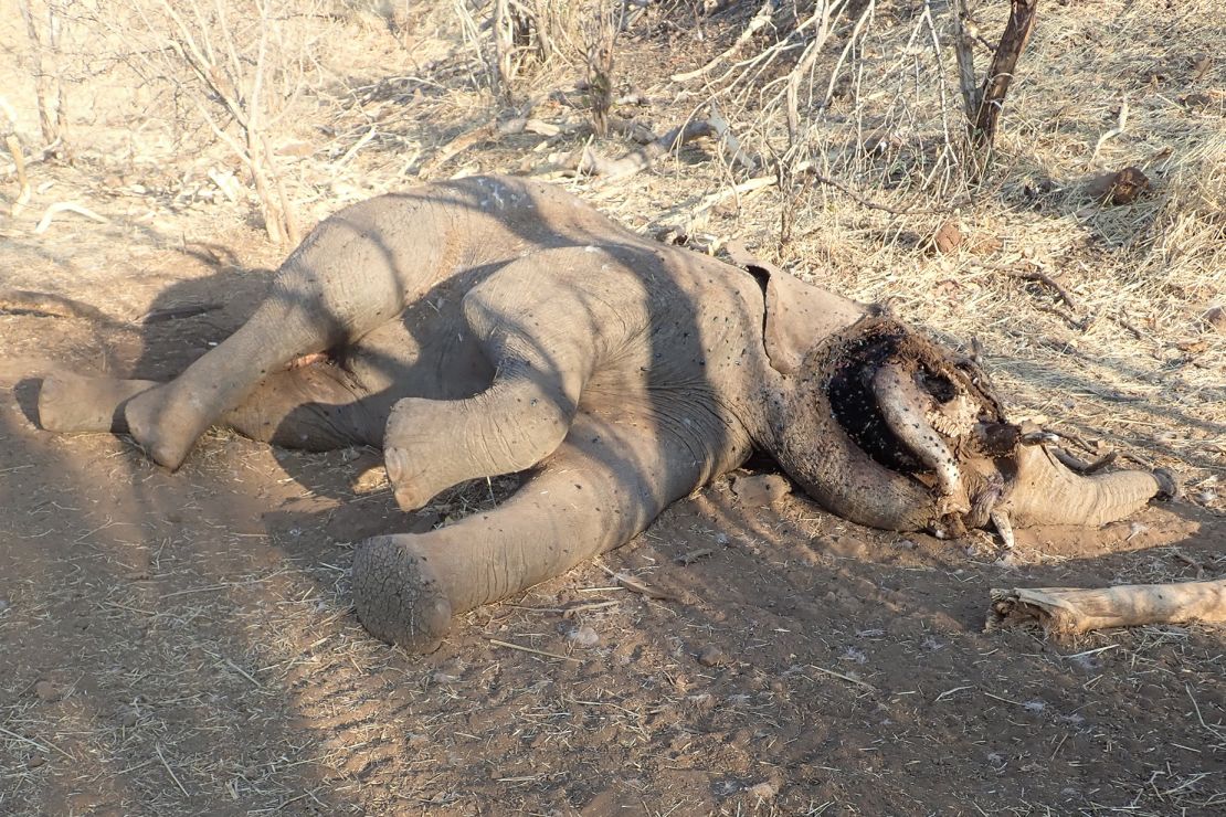 Researchers took samples from 15 of the dead elephants.