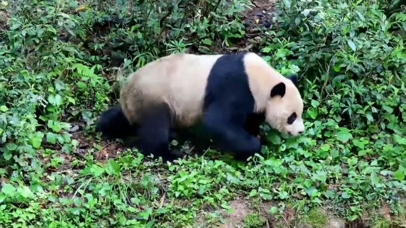 China envia dos pandas gigantes al zoologico de San Diego