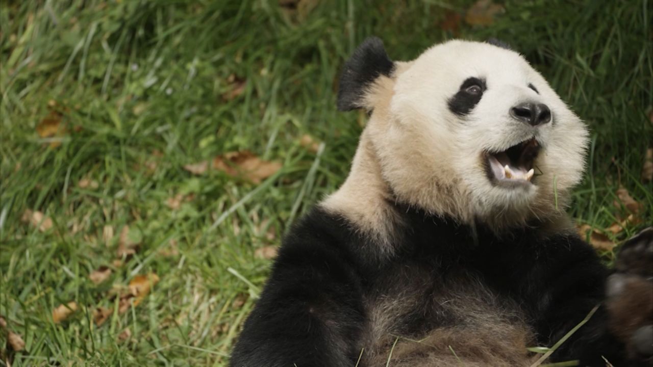 panda.jpg