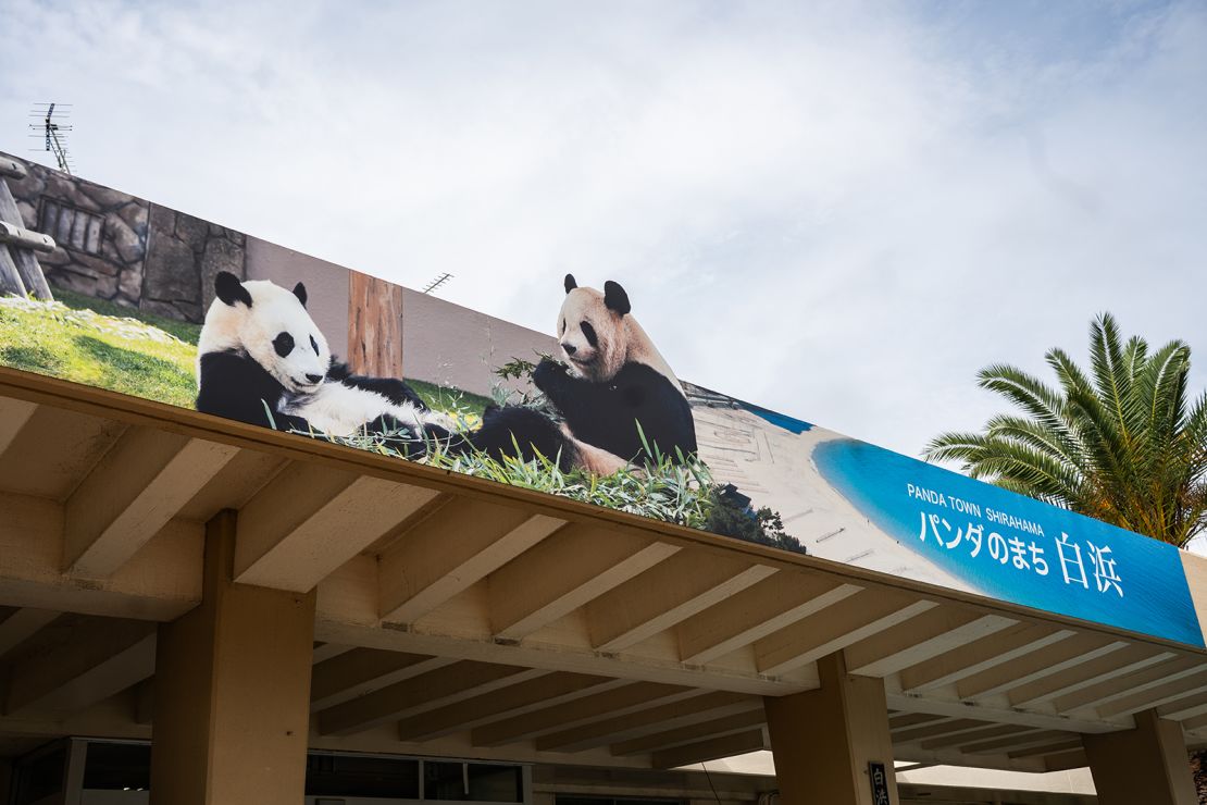 Adventure World has been home to pandas for nearly 31 years.