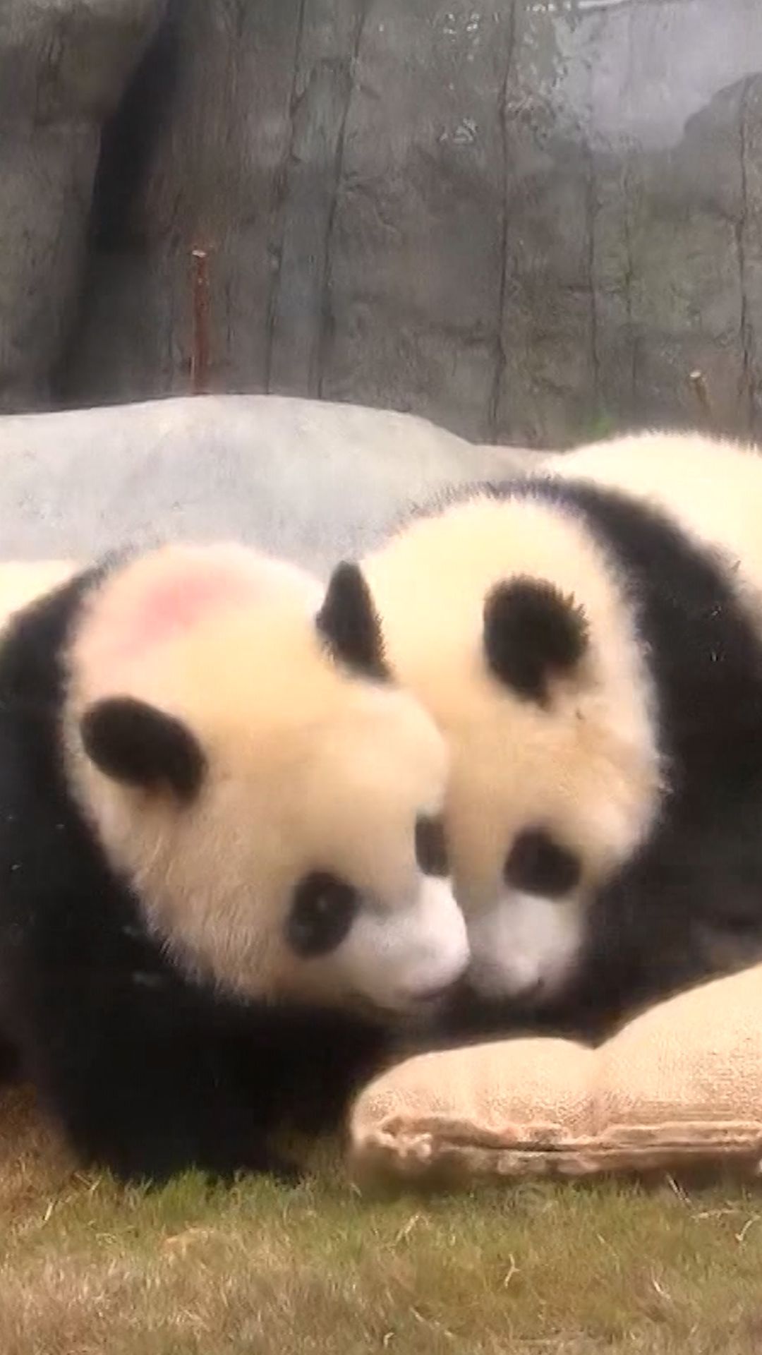 panda vrtc clean.jpg