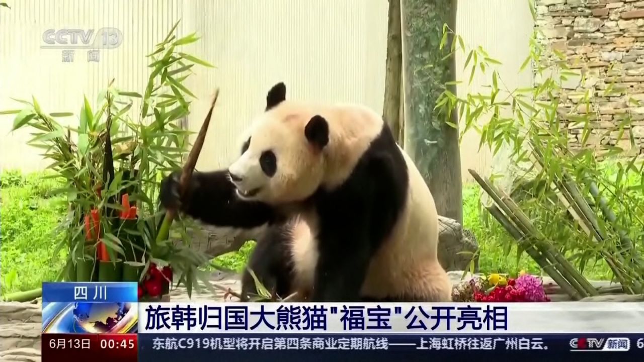 panda.jpg