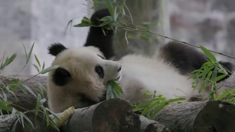 Pandas in China prep for move to Washington zoo