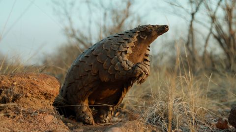 Pangolin: Kulu’s Journey. Cr. Courtesy of Netflix © 2025