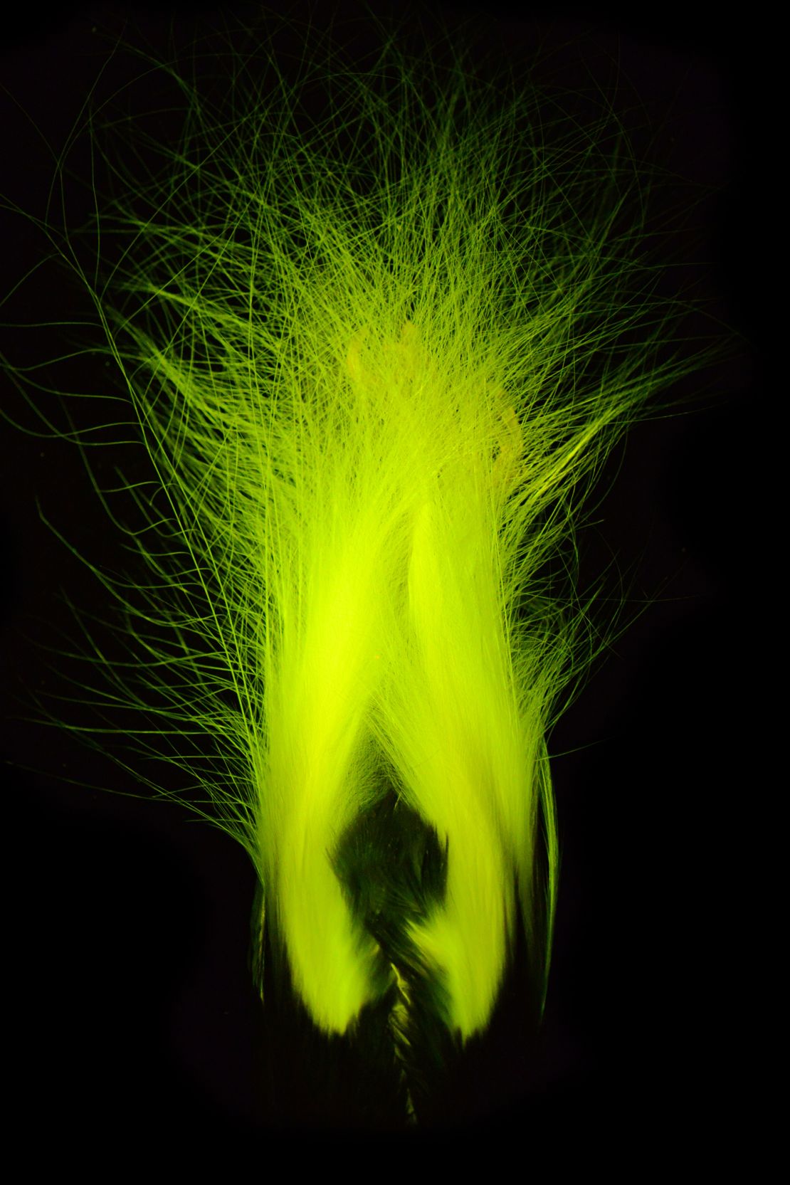 Scientists described biofluorescence in 37 of the 45 known species of birds-of-paradise,<strong> </strong>found in remote tropical forests and woodland habitats of Papua New Guinea, eastern Indonesia and parts of Australia.