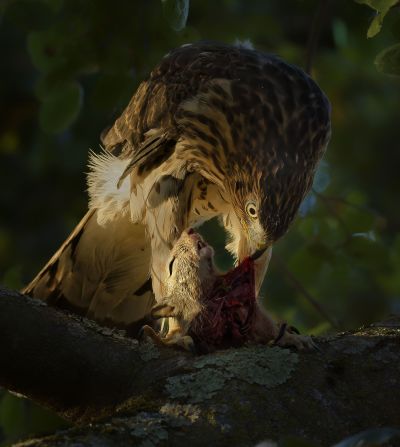 Parham Pourahmad captured this image of a Cooper's hawk eating a squirrel in California.