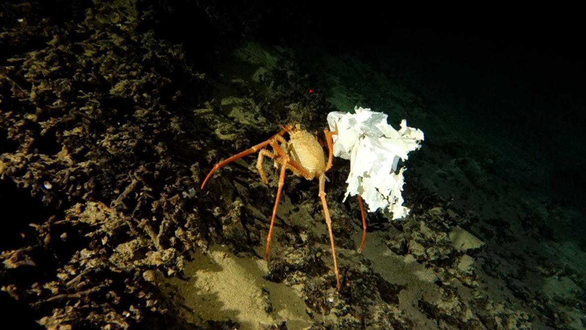 در حدود ۱۰۰۰ متر (۳۲۸۱ فوت) پایین‌تر از سطح، خرچنگ پارومولا کوواری در کف دره به آشغال‌های پلاستیکی گیر کرده است.