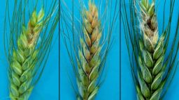 Fusarium graminearum can cause a head blight that is harmful to crops, humans and animals.