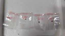 Las autoridades se incautaron de patógenos vegetales tóxicos que un científico chino introdujo de contrabando en su maleta cuando intentaba entrar en EE.UU. el año pasado.