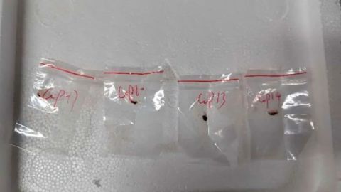 Las autoridades se incautaron de patógenos vegetales tóxicos que un científico chino introdujo de contrabando en su maleta cuando intentaba entrar en EE.UU. el año pasado.
