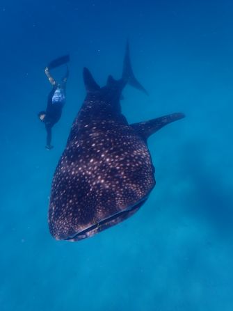 One of the biggest attractions at Thanda Island is the chance to swim with whale sharks. The world’s largest fish is a frequent visitor to the waters in the marine park, where over 120 individuals have been recorded, according to the island’s general manager.