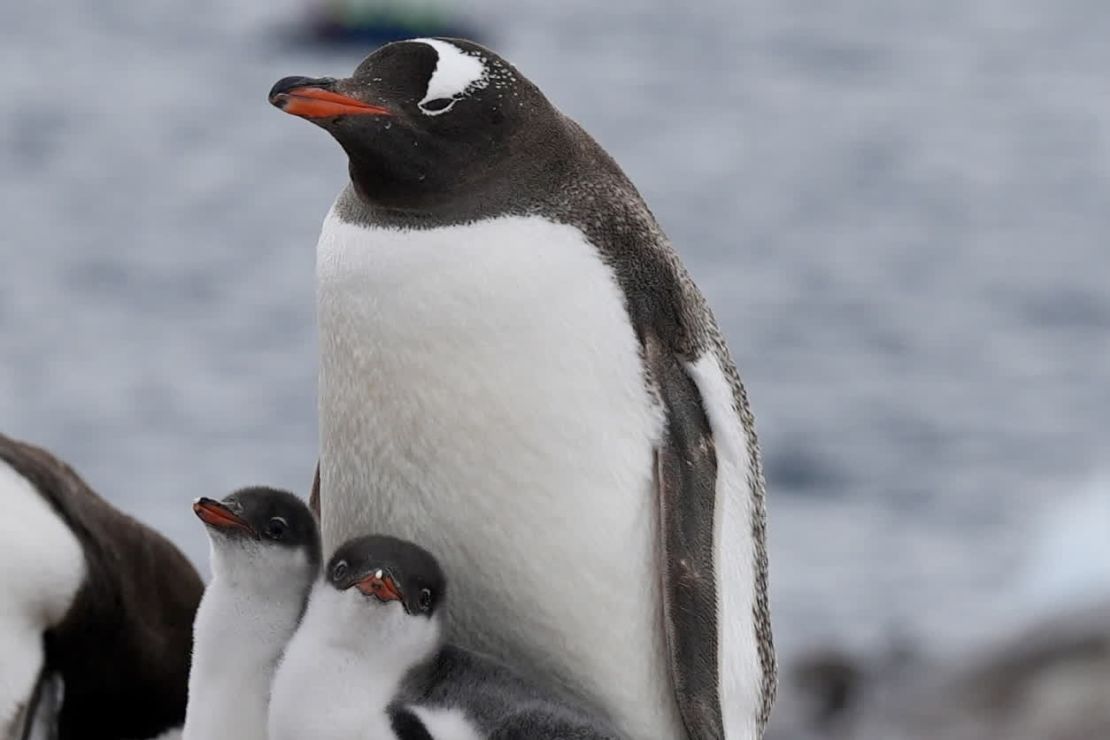 A gentoo penguin with its chicks in 2023.
