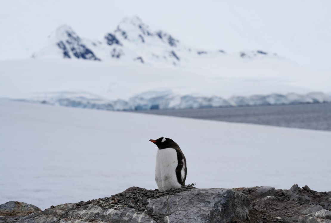 The gentoo population has exploded by as much as 30,000% in just a few years.