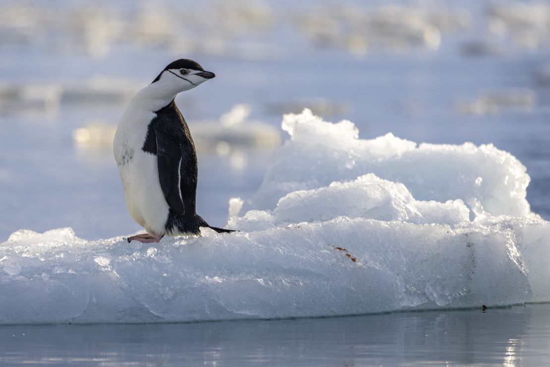 Chinstrap penguins are not faring well in a changing climate.