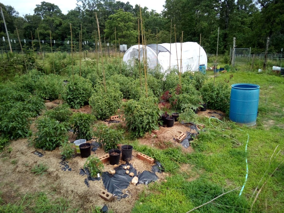 Peppers, tomatoes, purple leaf plum and pineapple plants are among the many kinds of produce Hunter grows.