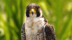 Peregrine Falcon_RRP.png