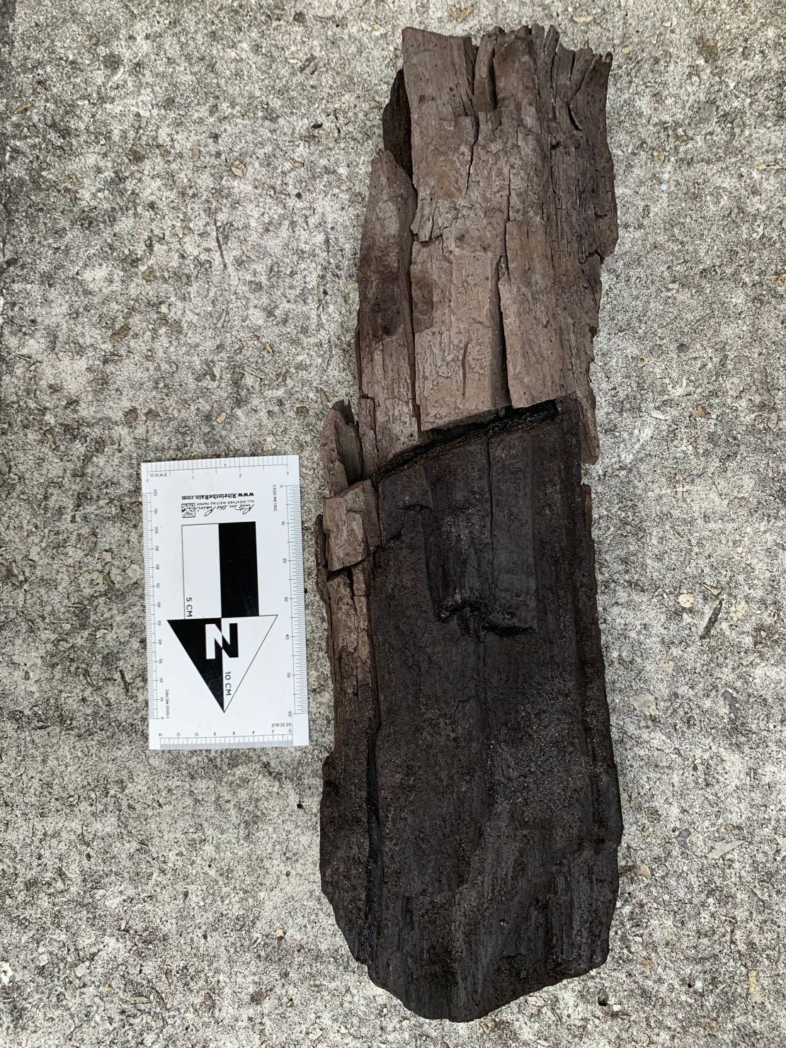 The perfectly preserved wood was aged between 15 million and 30 million years old.