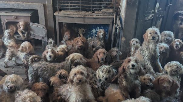 RSPCA Desmiente Origen IA Rescate Canino Masivo