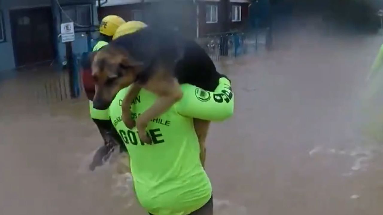 Perro Chile inundaciones.jpg