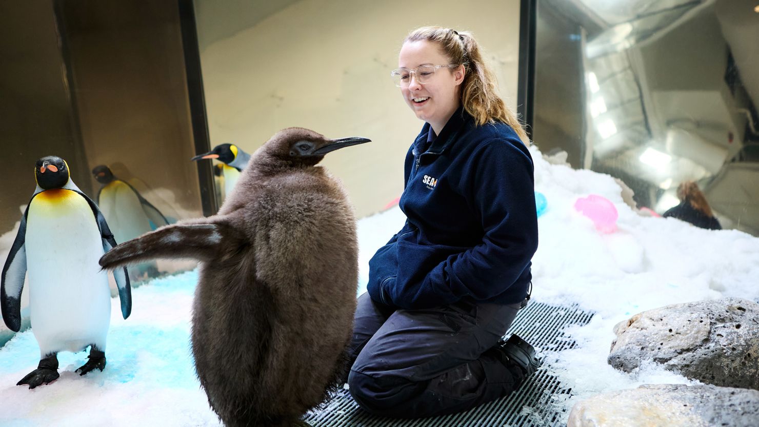 Pesto, shown here with one of his keepers, is already about three feet tall.