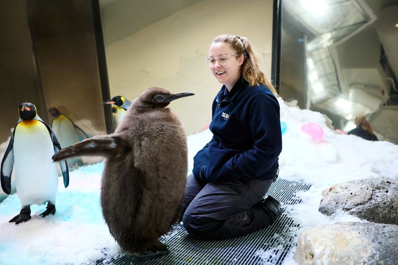 Pesto the baby penguin is already taller than his parents. Now he’s a ...