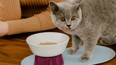 Cat Person Mesa Bowl