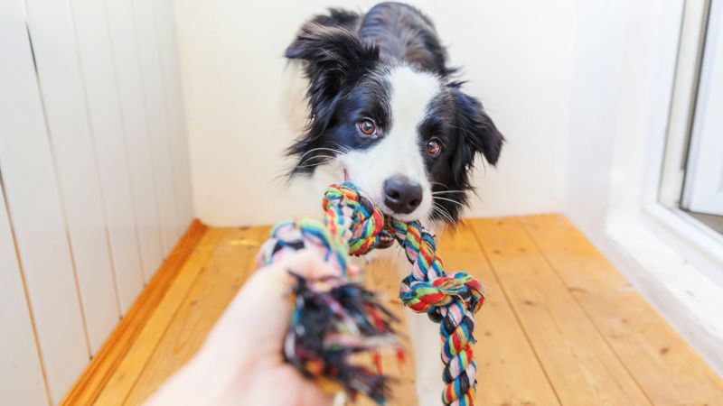 Dog toothpaste clearance chewy