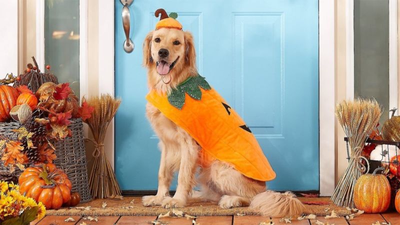 Dog store pumpkin outfit