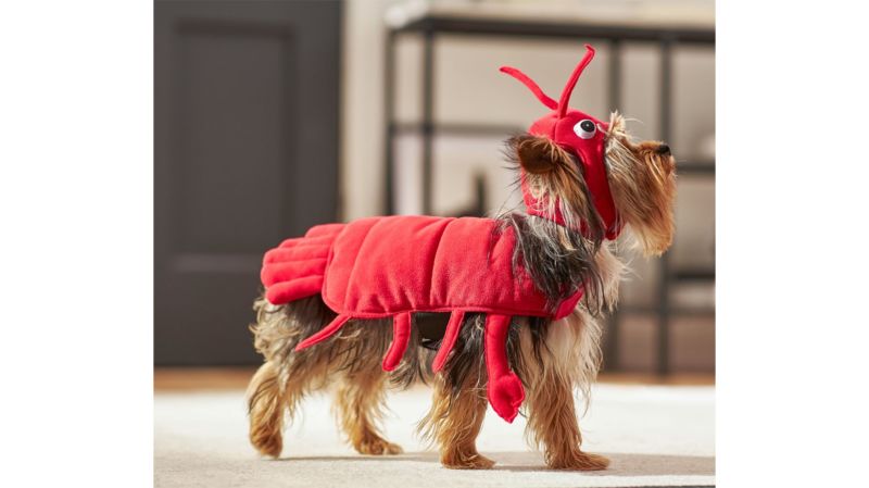 Dog and cat matching halloween clearance costumes