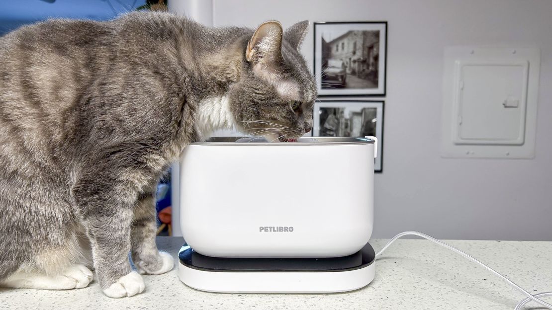 Cat using PetLibro Dockstream RFID Smart Fountain.