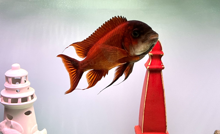 Many freshwater fish are highly endemic; the entire range of a species is often as small as a football field, making them highly vulnerable to environmental change. Here, a cichlid of the <em>Petrochromis sp. 'red' </em>species from Lake Tanganyika, a lake bordering Burundi, the Democratic Republic of the Congo, Tanzania and Zambia, swims in a tank inside Pam Chin’s fish house.