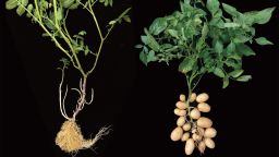 Etuberosums (left) are potato-like plants that don't grow tubers, but potato plants (right) evolved to grow them.