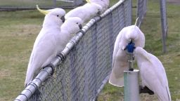 Sulphur-crested cockatoos drink water from a fountain in Sydney, Australia.