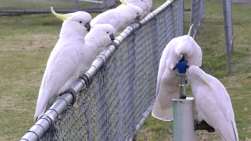 Australia’s sulphur-crested cockatoos can open trash cans and drink from water fountains